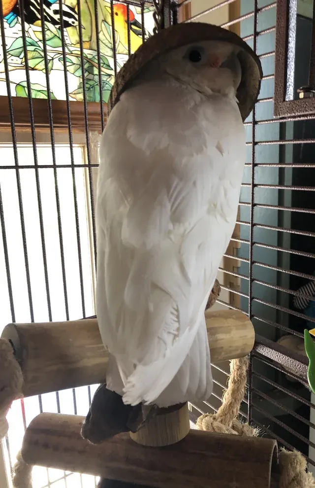 «Ей нравится вздремнуть с кокосовой игрушкой на голове».