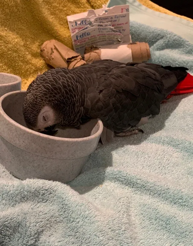 «Мосби 45 лет. После ужина с нами он обычно засыпает в своей тарелке».