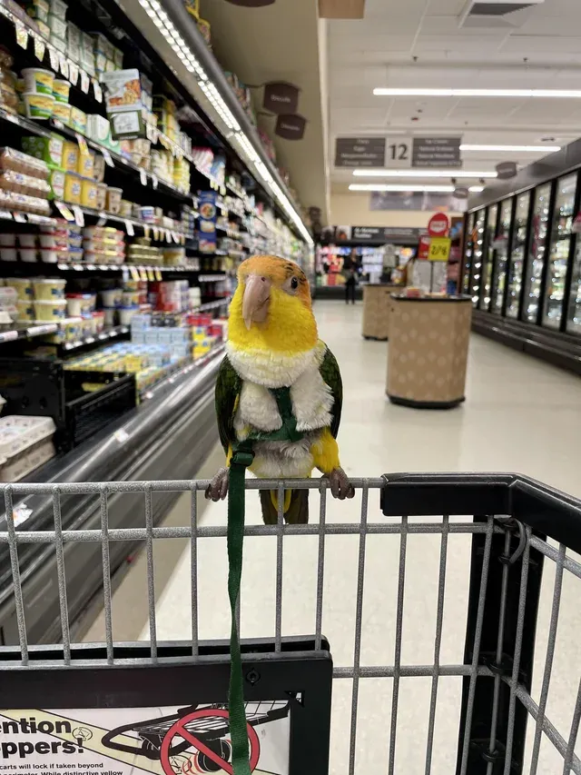 «Он впервые пошел за продуктами, и он вёл себя как хороший мальчик».