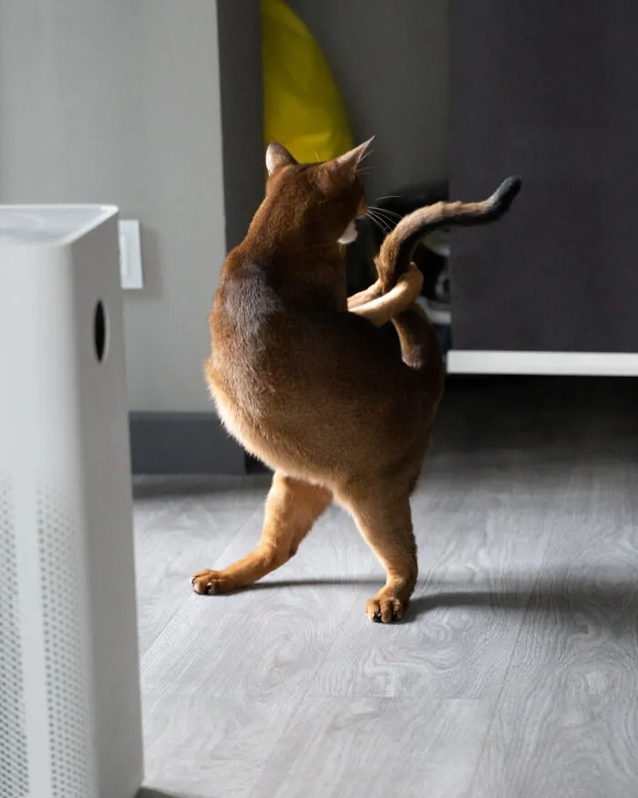 «Это кошка или динозавр?»