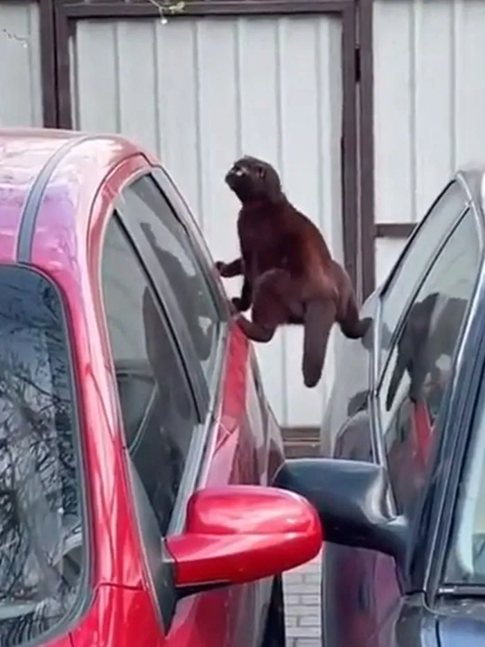 «Кот Ван Дам».