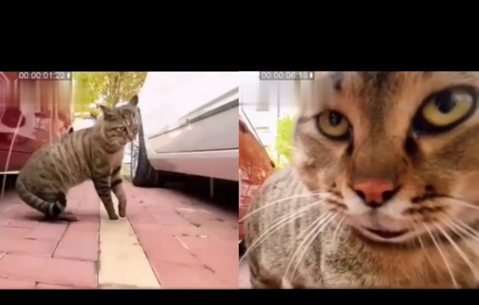 А ну иди сюда!»: кошачьи разборки от первого лица попали на экшен-камеру