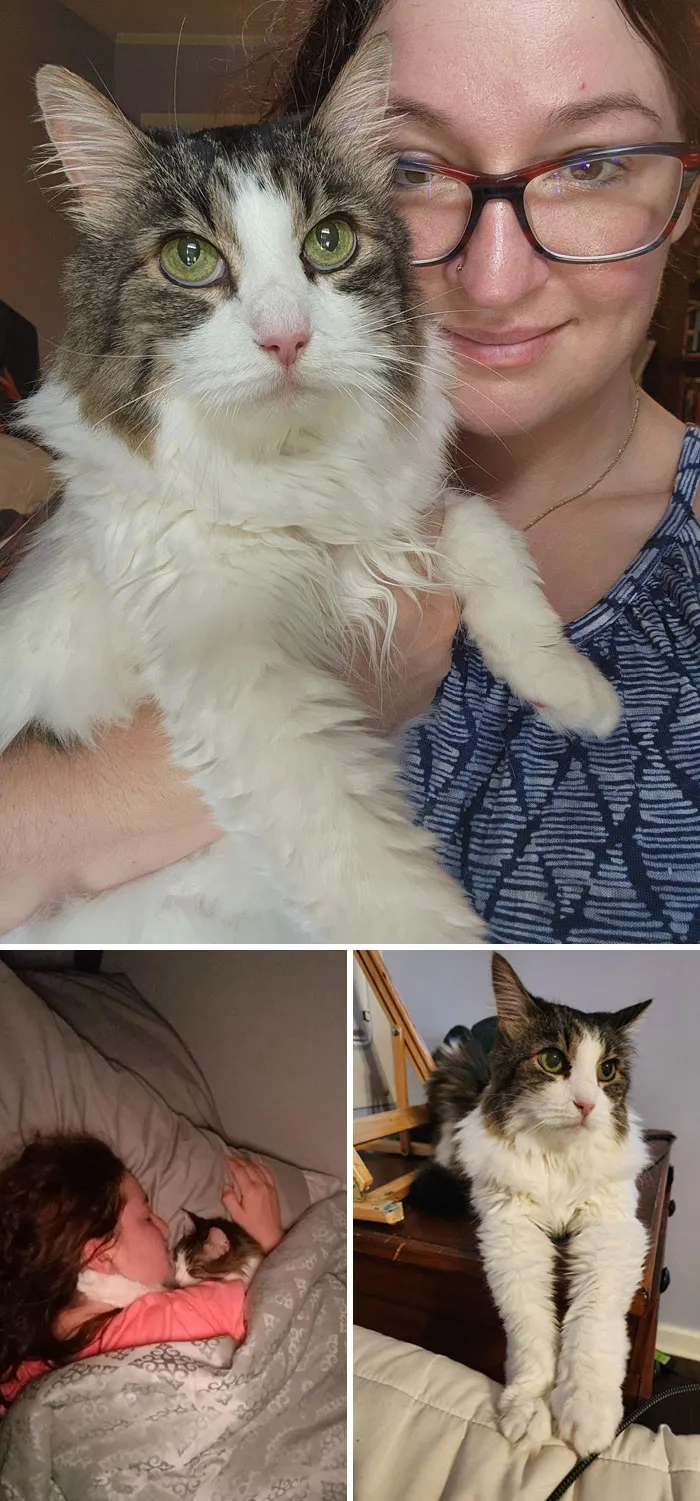 «Вернула свою кошку через пять лет после того, как она пропала».