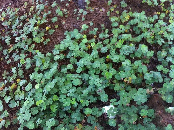 «Кажется, это мой самый счастливый день».