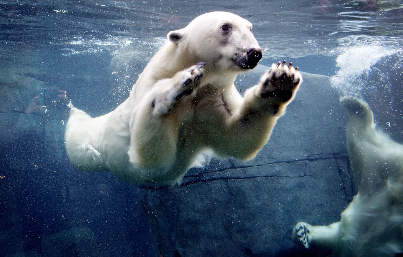 Медведь плавает скорость. Белый медведь (Лаптевская популяция). Белый Медвежонок. Белый медведь плавает. Медведь большой белый.