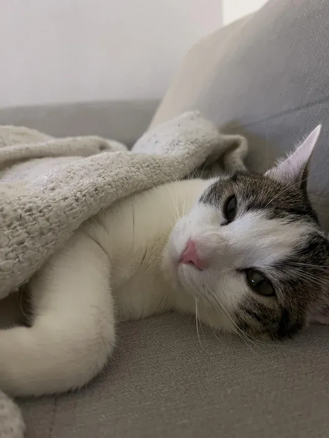 «Мой кот любит спать под одеялом».