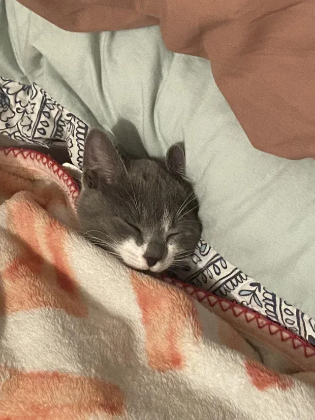 «Мой маленький мальчик укутался в одеяло».