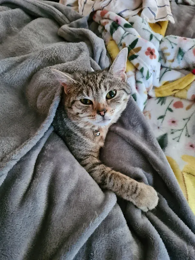 «Стич составляет мне компанию, пока я в постели с мигренью».