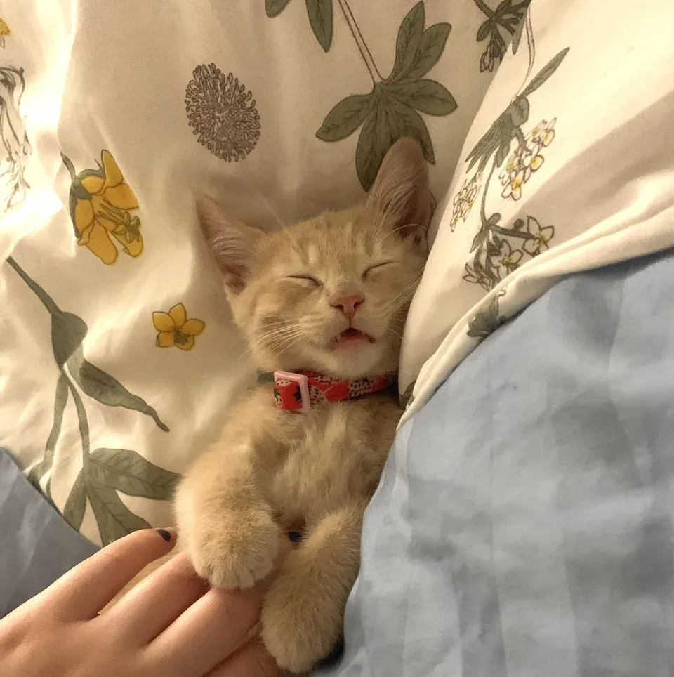 «Мисс Хани укутана и дремлет».