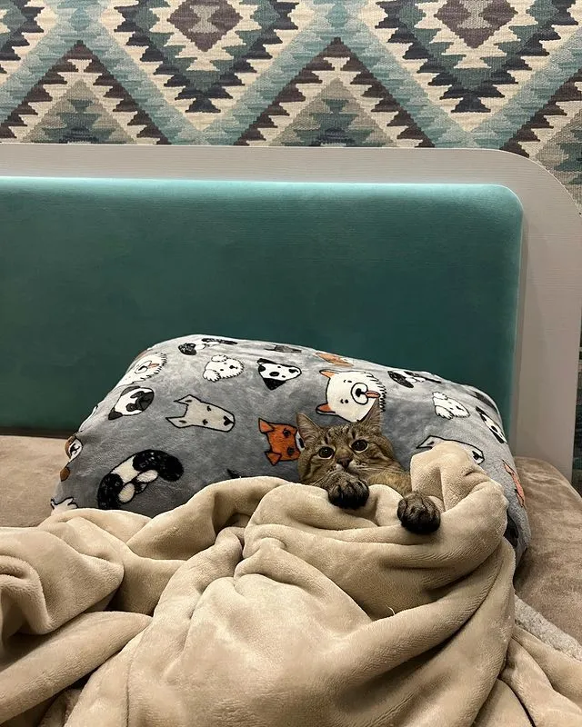 «В ожидании сказки на ночь».