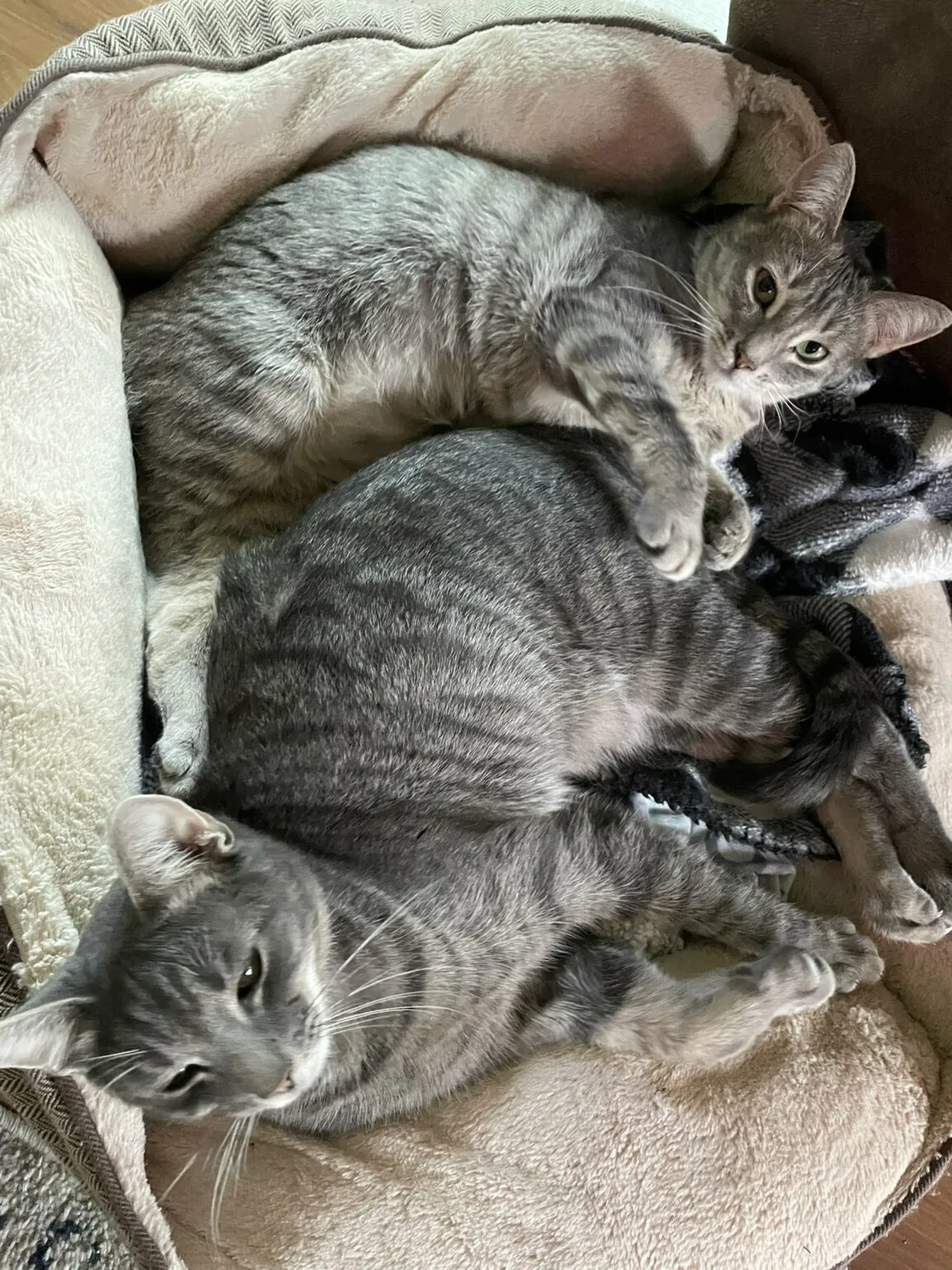 Зачем брать одного кота, если можно взять двоих?