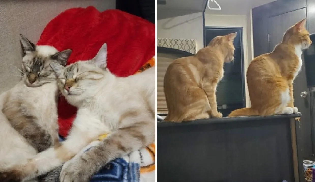 «У меня две пары сестер из приюта».