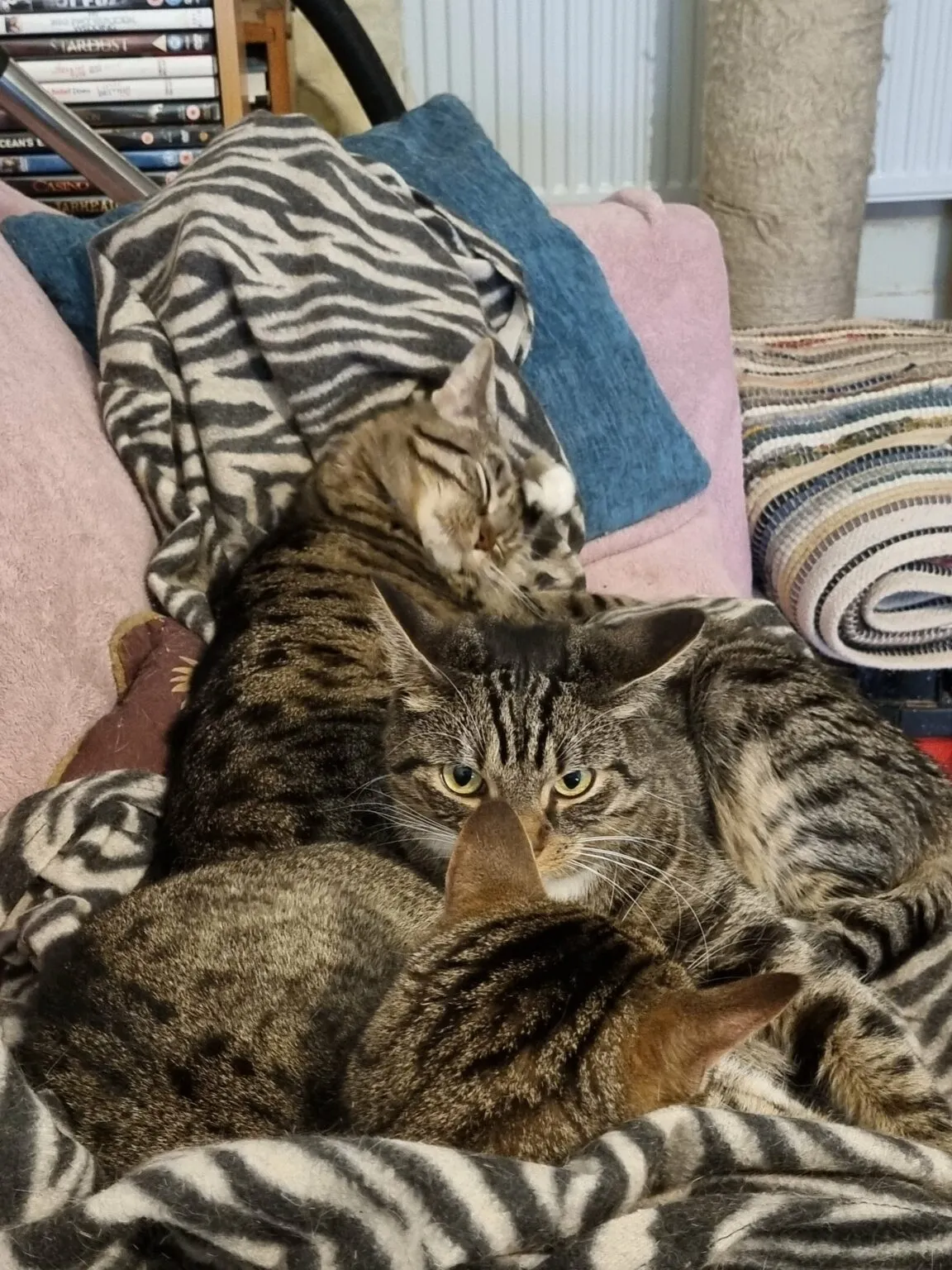 «Я взяла в приюте сразу трех котиков — двух братьев и их сестру».