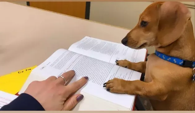 «Я прошу своих учеников присылать мне фотографии своих собак, выполняющих домашнюю работу. Это недооцененный жанр фотографии».