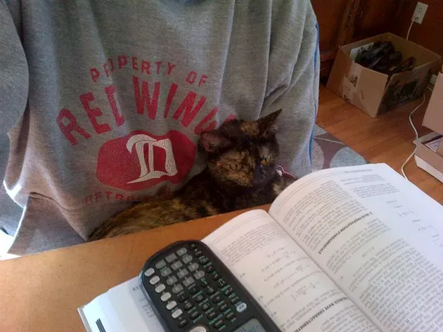 «Кошки проверяют вашу работу только неодобрительным взглядом».