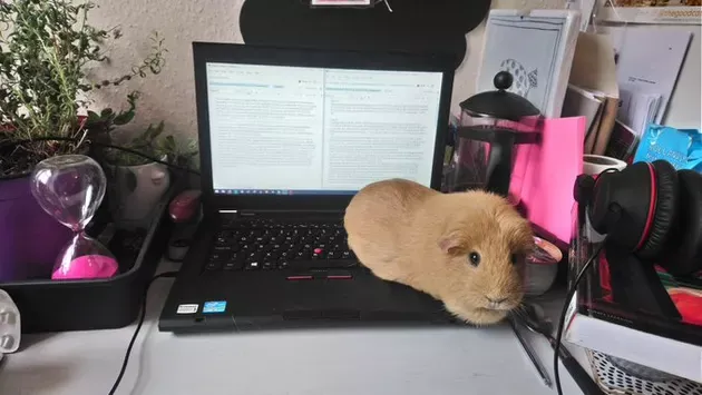 «Мой маленький помощник – морская свинка Пуру».