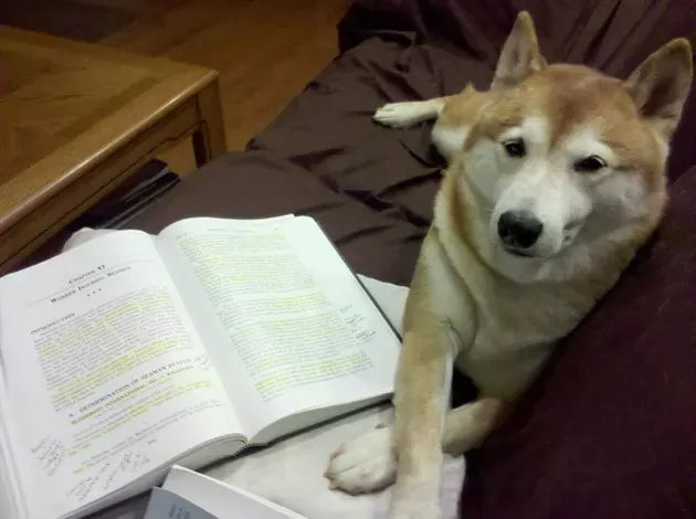 «Когда я учился в юридической школе, моя собака была очарована морским правом».