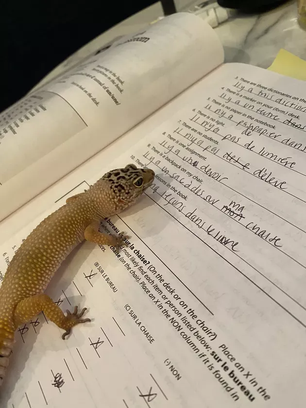 «Леонард и иностранный язык».