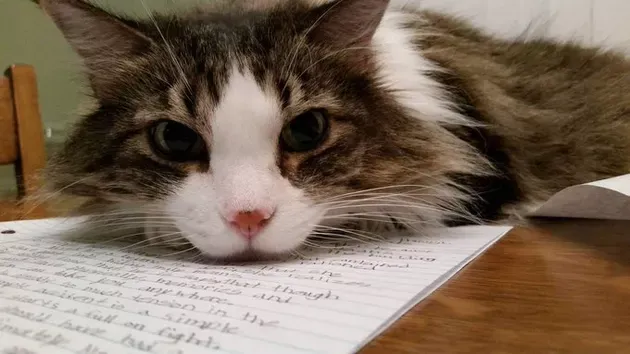 «Она внимательная ученица, которая всегда сидит в первом ряду любого класса».