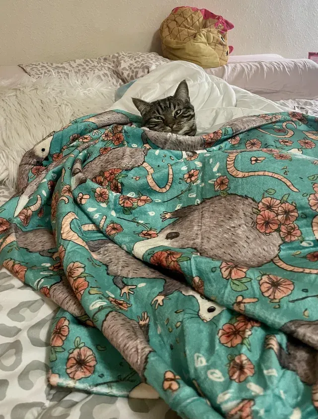 «Я никогда не встречал кошку, которой нравилось, когда её укутывают. Это одеяло было подарком ей на день рождения».