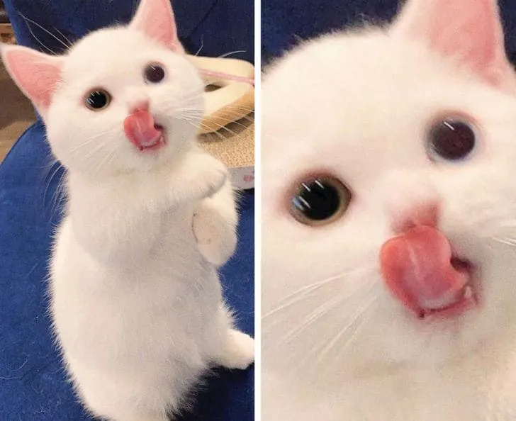 Очаровательный котенок с разными глазами