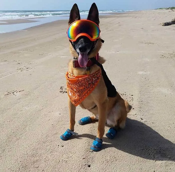 «Собака моего приятеля обучена выкапывать гнезда морских черепах, чтобы их можно было безопасно инкубировать и выпускать на волю после вылупления».