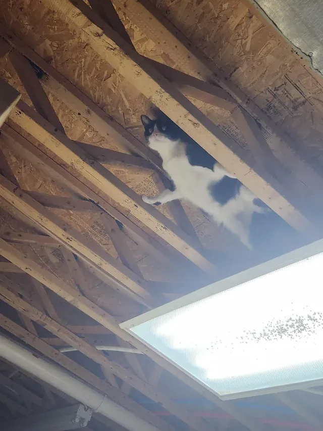 «Я Бэткот!»