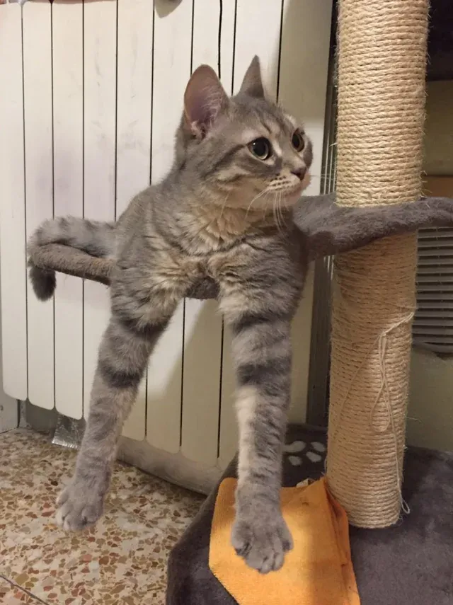 «Он похож на кота, которого нарисовал ребенок».