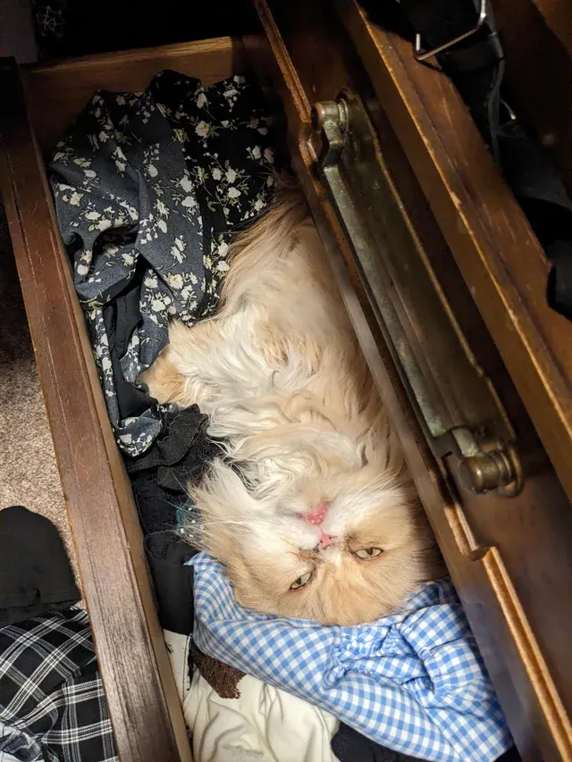 «Почему у меня мех на одежде?»