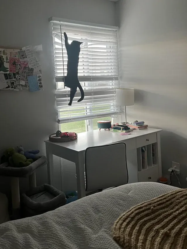 «Кот-паук».