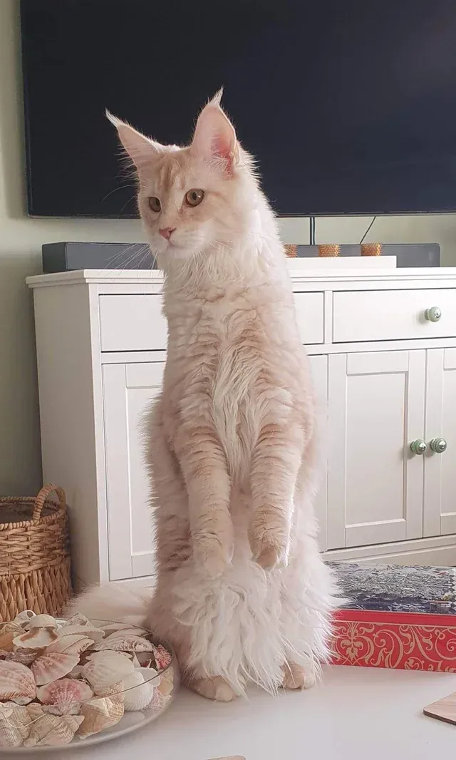 «Фиби вытягивается, как пушистый аккордеон, когда видит что-то жуткое».