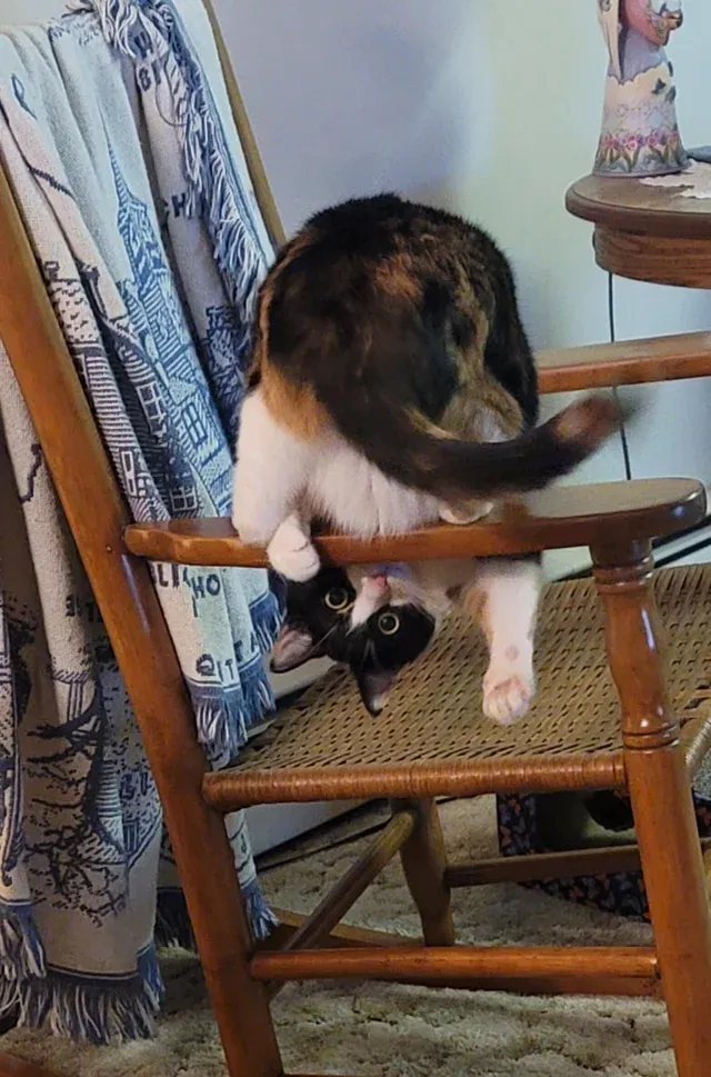 «Она красива, она грациозна».