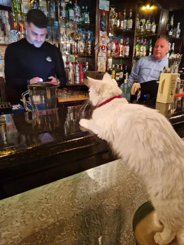 «У кота был тяжелый день, дайте ему уже выпить!»